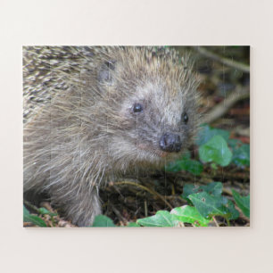 Puzzle der Wildtiere: Niedlicher Igel