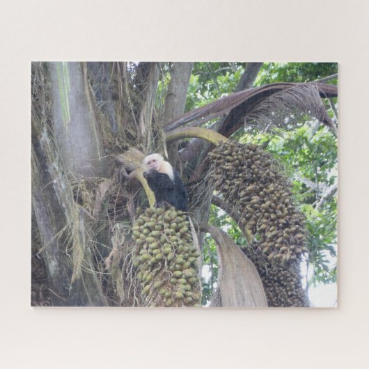 Puzzle der Wildtiere: Niedlicher Kapuzineraffe in  (Horizontal)