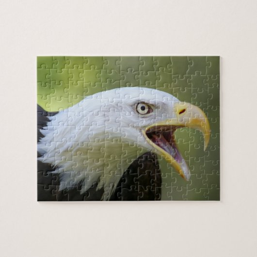 Puzzle des Weißkopfseeadlers (Horizontal)