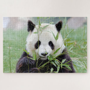 Puzzle Foto Riesenpanda , Tiere 0341.