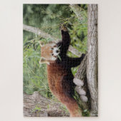 Puzzle Foto Rote Panda , Tiere 0522. (Vertikal)