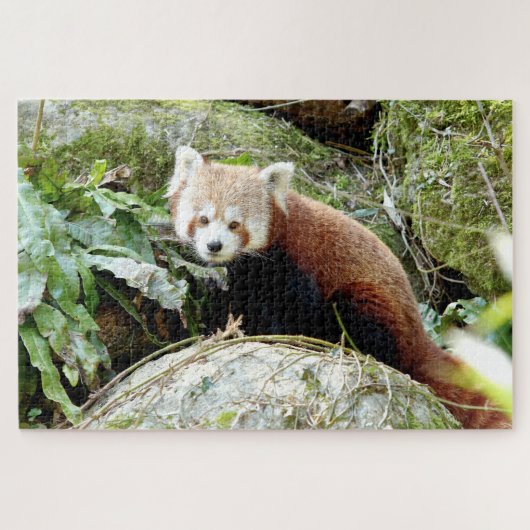 Puzzle Foto Rote Panda , Tiere 0523. (Horizontal)