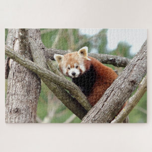 Puzzle Foto Rote Panda , Tiere 0524.