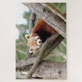 Puzzle Foto Rote Panda , Tiere 0524. (Vertikal)