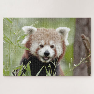 Puzzle Foto Rote Panda , Tiere 0526.