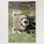 Puzzle Foto Rote Panda , Tiere 0526. (Vertikal)