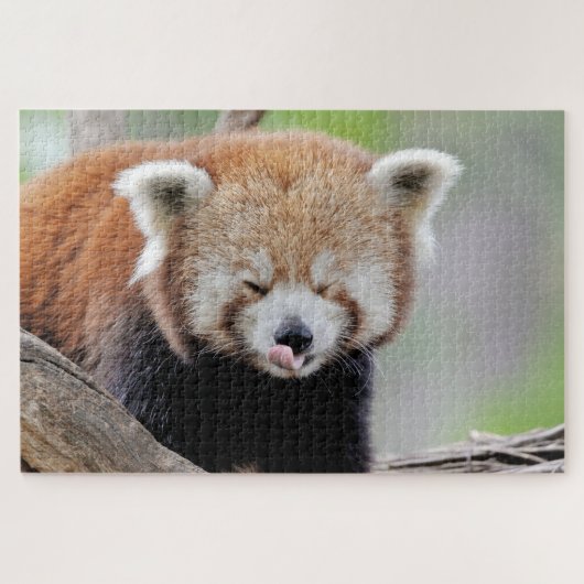 Puzzle Foto Rote Panda , Tiere 0527. (Horizontal)