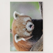 Puzzle Foto Rote Panda , Tiere 0527. (Vertikal)