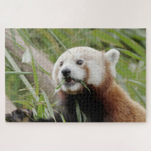 Puzzle Foto Rote Panda , Tiere 0528.
