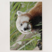 Puzzle Foto Rote Panda , Tiere 0528. (Vertikal)