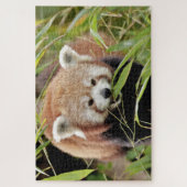Puzzle Foto Rote Panda , Tiere 0529. (Vertikal)
