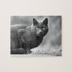 Puzzle für Schwarz-Weiß-Katzen