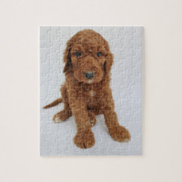 Puzzle Goldendoodle Welpen