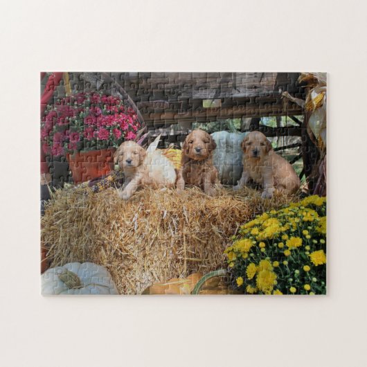 Puzzle Goldendoodle Welpen (Horizontal)