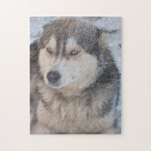 Puzzle Husky blaue Augen im Schnee