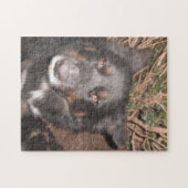 Puzzle Husky Cross Brown Eyes (Horizontal)