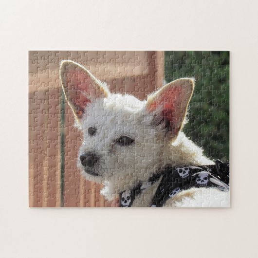 Puzzle - Kleiner weißer Hund (Horizontal)