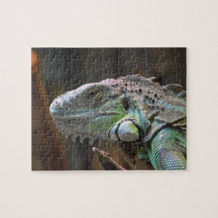 Puzzle mit dem Kopf der farbenfrohen Iguana-Eidech