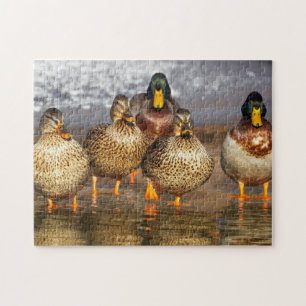 Puzzle mit schönen Enten