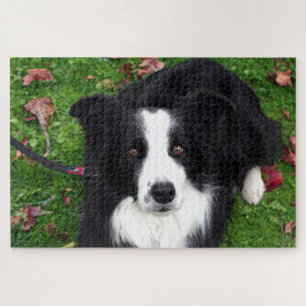 Puzzle mit schwarzem und weißem Schafhund