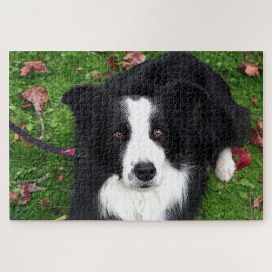 Puzzle mit schwarzem und weißem Schafhund (Horizontal)