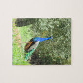 Puzzle - Pfau auf dem Hügel (Horizontal)