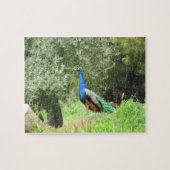 Puzzle - Pfau auf dem Hügel (Horizont) (Horizontal)