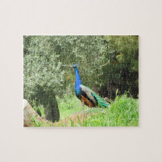 Puzzle - Pfau auf dem Hügel (Horizont) (Horizontal)