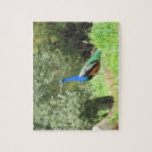Puzzle - Pfau auf dem Hügel (Horizont) (Vertikal)