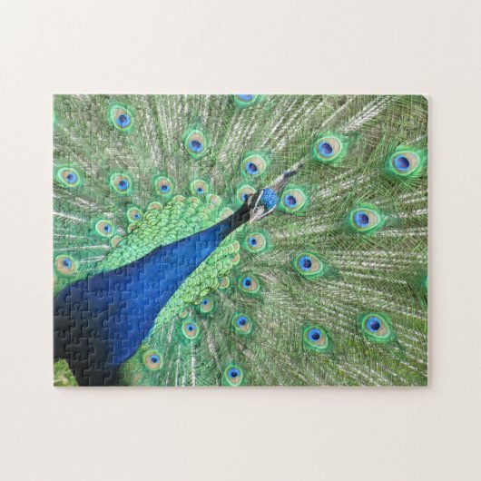 Puzzle - Pfau zeigt Schwanz-Federn an (Horizontal)