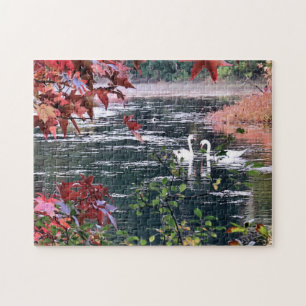 Puzzle - Schwäne am Jenney Pond