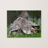 Puzzle: Stockentenente und -entlein Puzzle (Horizontal)