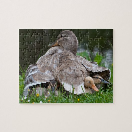 Puzzle: Stockentenente und -entlein Puzzle (Horizontal)