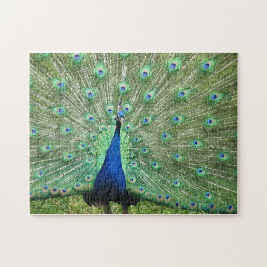 Puzzle - stolzer Pfau (Horizontal)
