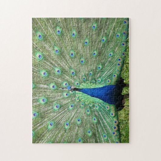 Puzzle - stolzer Pfau (Vertikal)