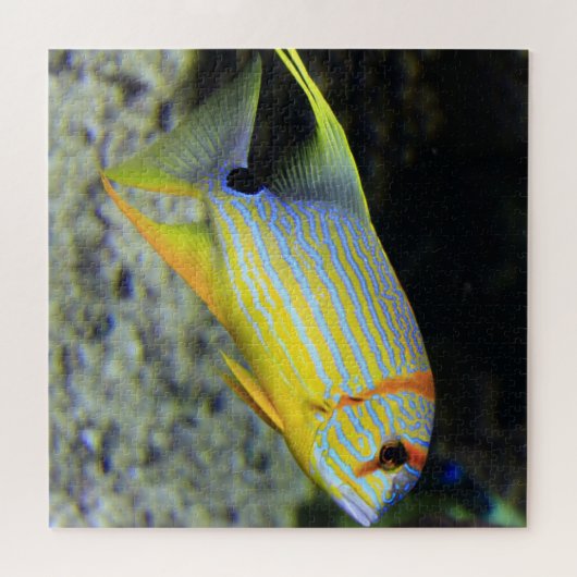 Puzzle Tropical Fish (Horizontal)