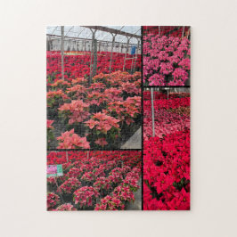 Puzzle Weihnachtsstern Gewächshaus Rote Blumen