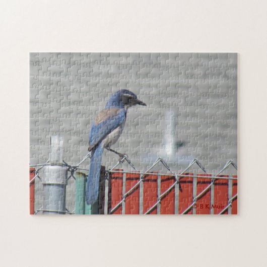 Puzzle - Western Scrub-Jay auf Zaun (Horizontal)