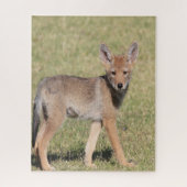 Puzzles Coyote (Vertikal)