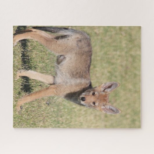 Puzzles Coyote (Horizontal)