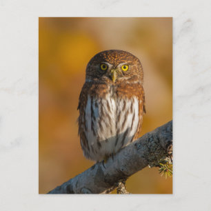 Pygmäe gegen Herbstfarben Postkarte