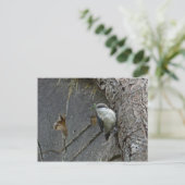 Pygmäen-Nuthatch Postkarte (Stehend Vorderseite)