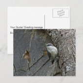 Pygmäen-Nuthatch Postkarte (Vorne/Hinten)
