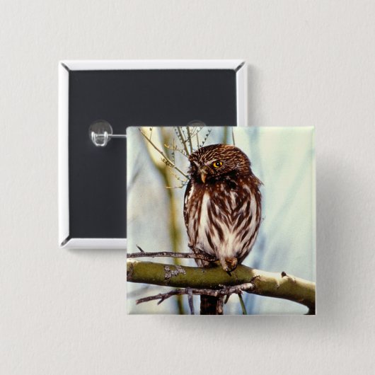 Pygmäeneule Button (Vorne & Hinten)