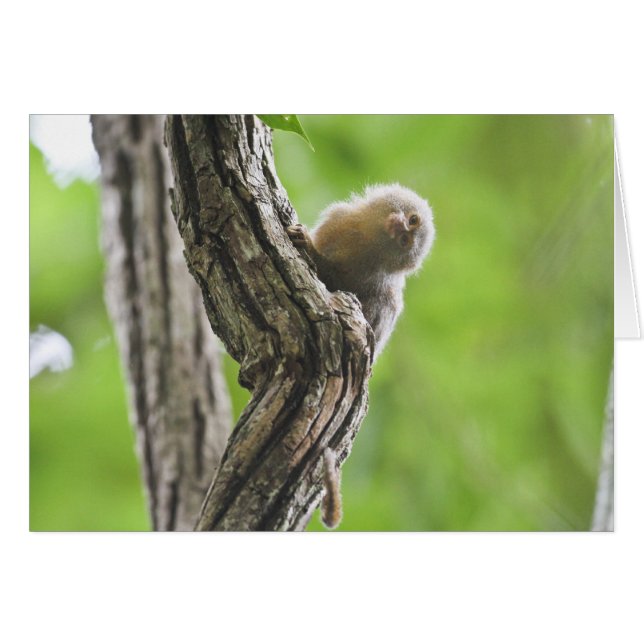 PygmäenMarmoset (Vorderseite (Horizontal))