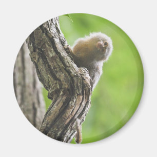 PygmäenMarmoset Magnet