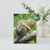 PygmäenMarmoset Postkarte (Stehend Vorderseite)