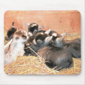 Pygmäenziege Mousepad (Vorne)