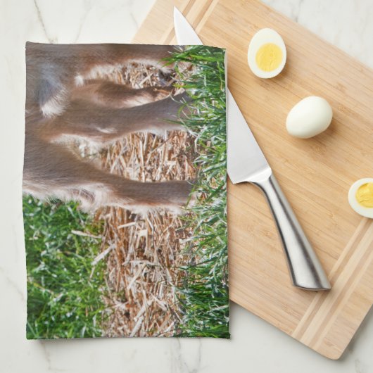 Pygmäenziege scherzt Geschirrtuch (Viertel Falte)