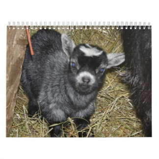 Pygmäenziegen-Babys Kalender